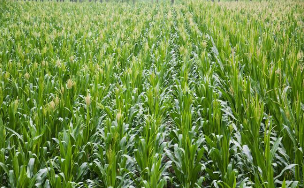 玉米高产栽培中农业信息化技术应用论文发表要点